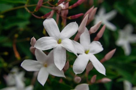 茉 莉 花|ジャスミン（茉莉花）の花言葉｜種類、花の特徴、名 